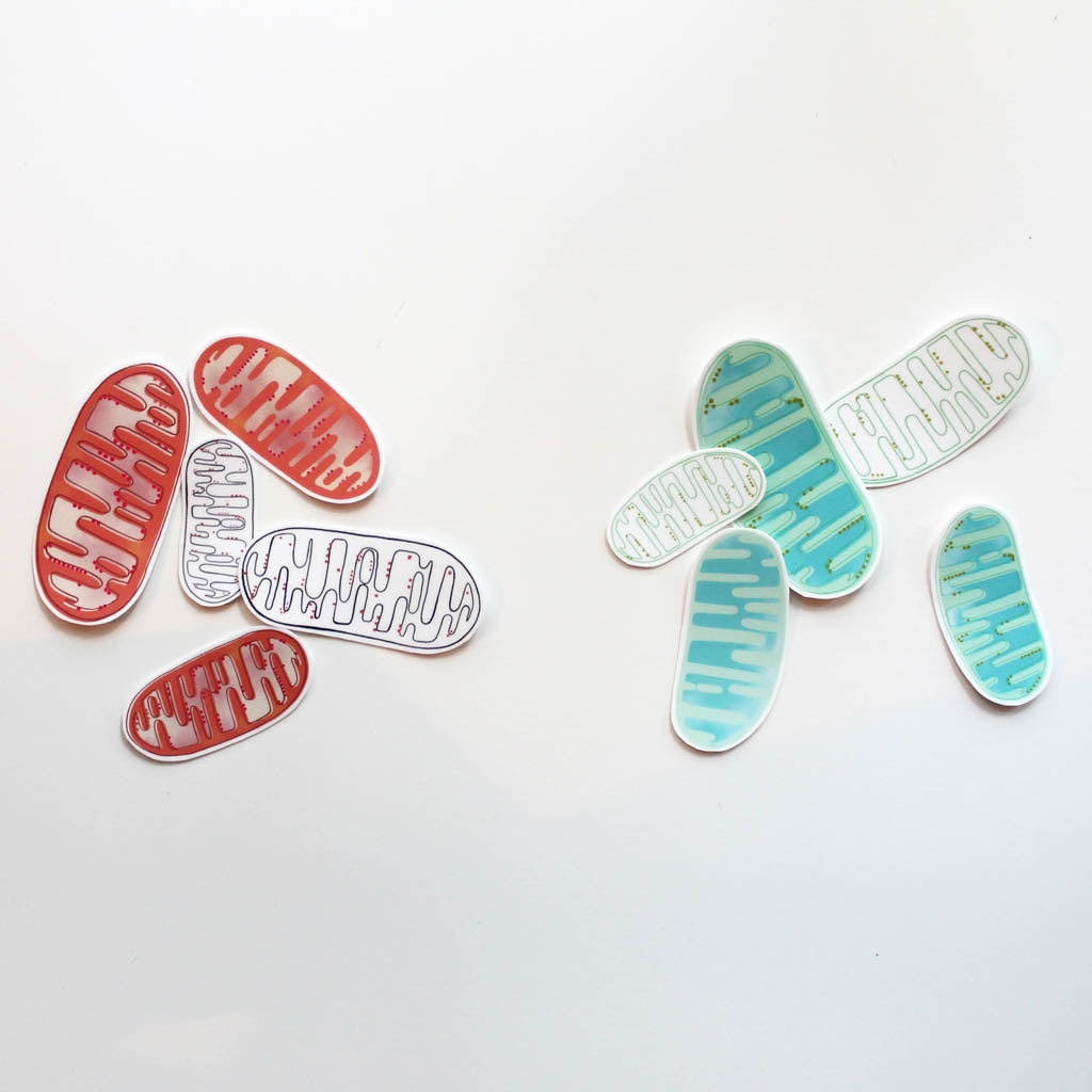 Mitochondria Vinyl Stickers - Sandra Black Culliton