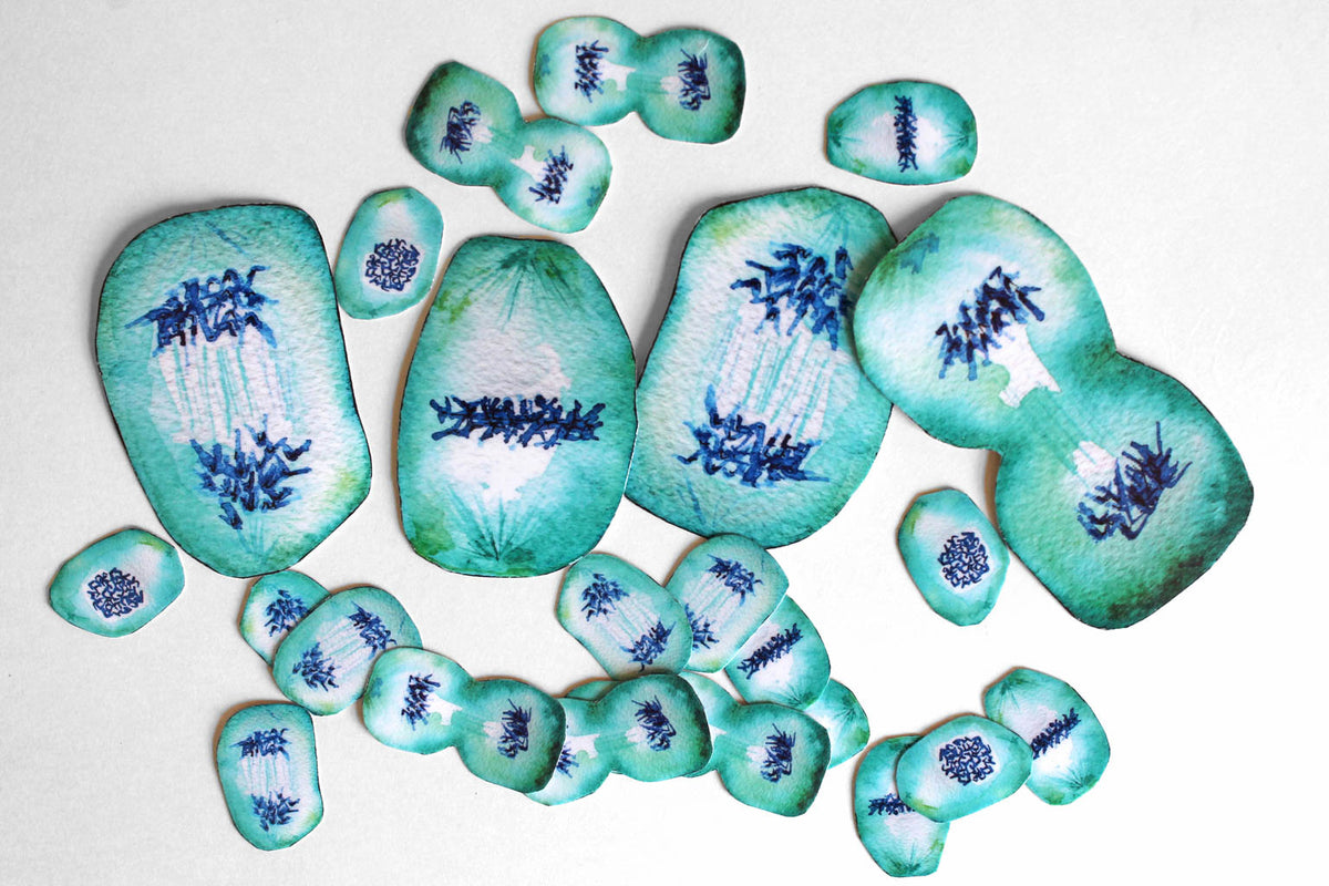 Mitosis Sticker Set - Sandra Black Culliton