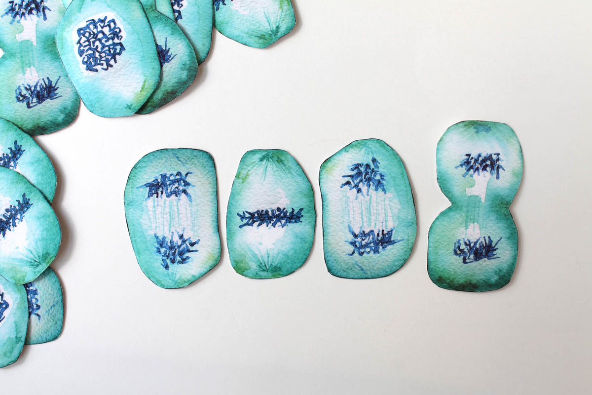 Mitosis Sticker Set - Sandra Black Culliton