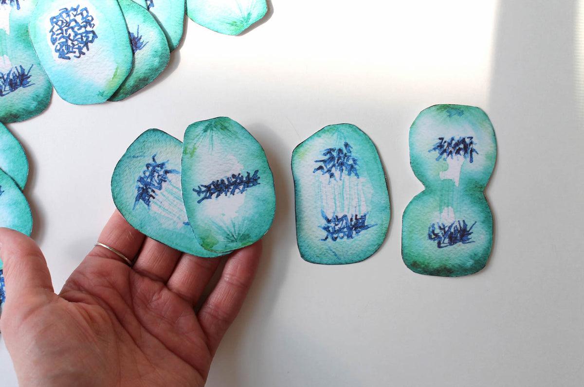 Mitosis Sticker Set - Sandra Black Culliton