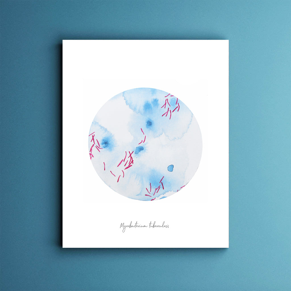 Mycobacterium tuberculosis 3 - Sandra Black Culliton