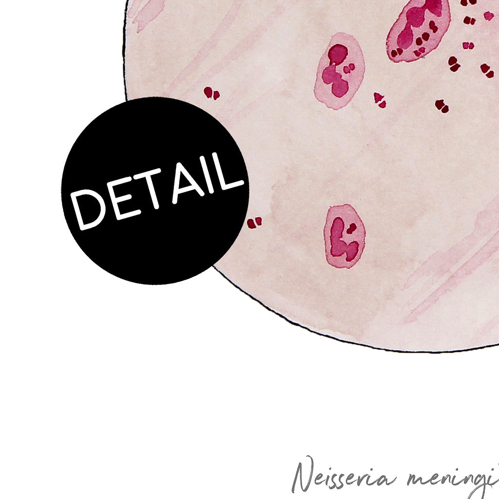 Neisseria meningitidis fine art print in detail.