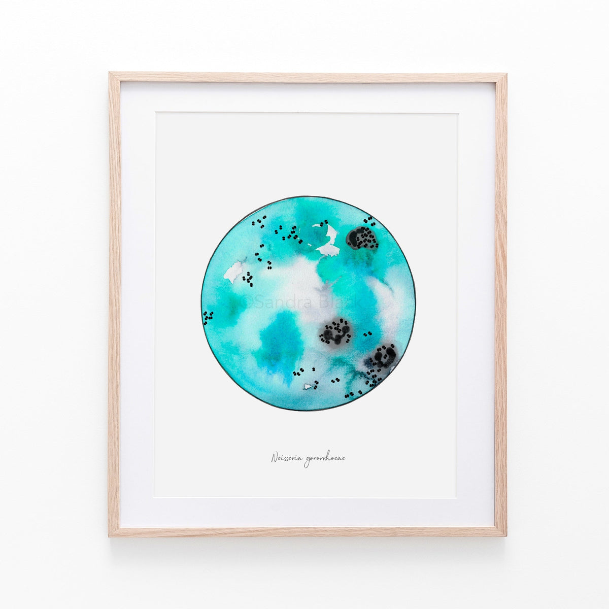 Neisseria gonorrhoaea print, framed
