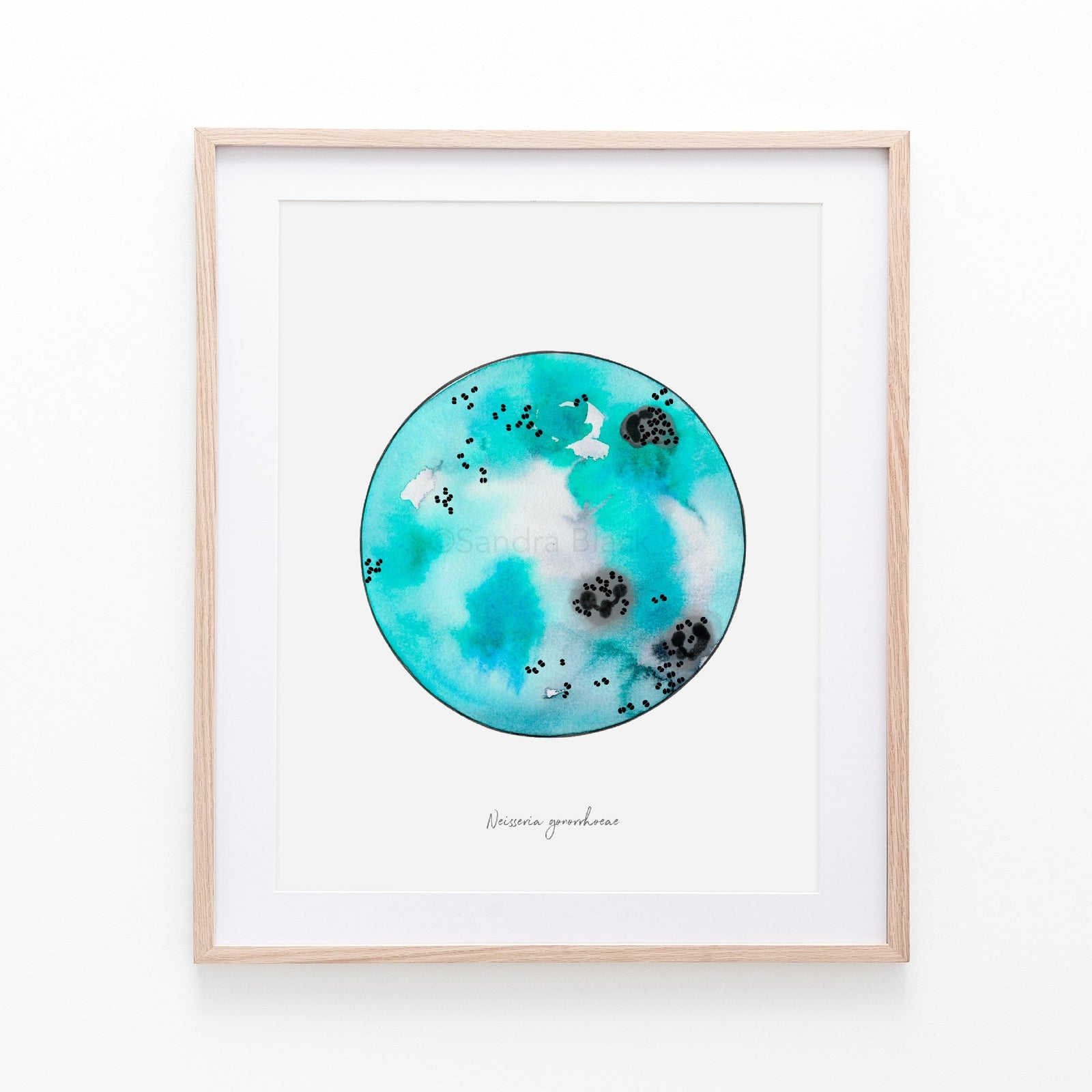 Neisseria gonorrhoaea print, framed