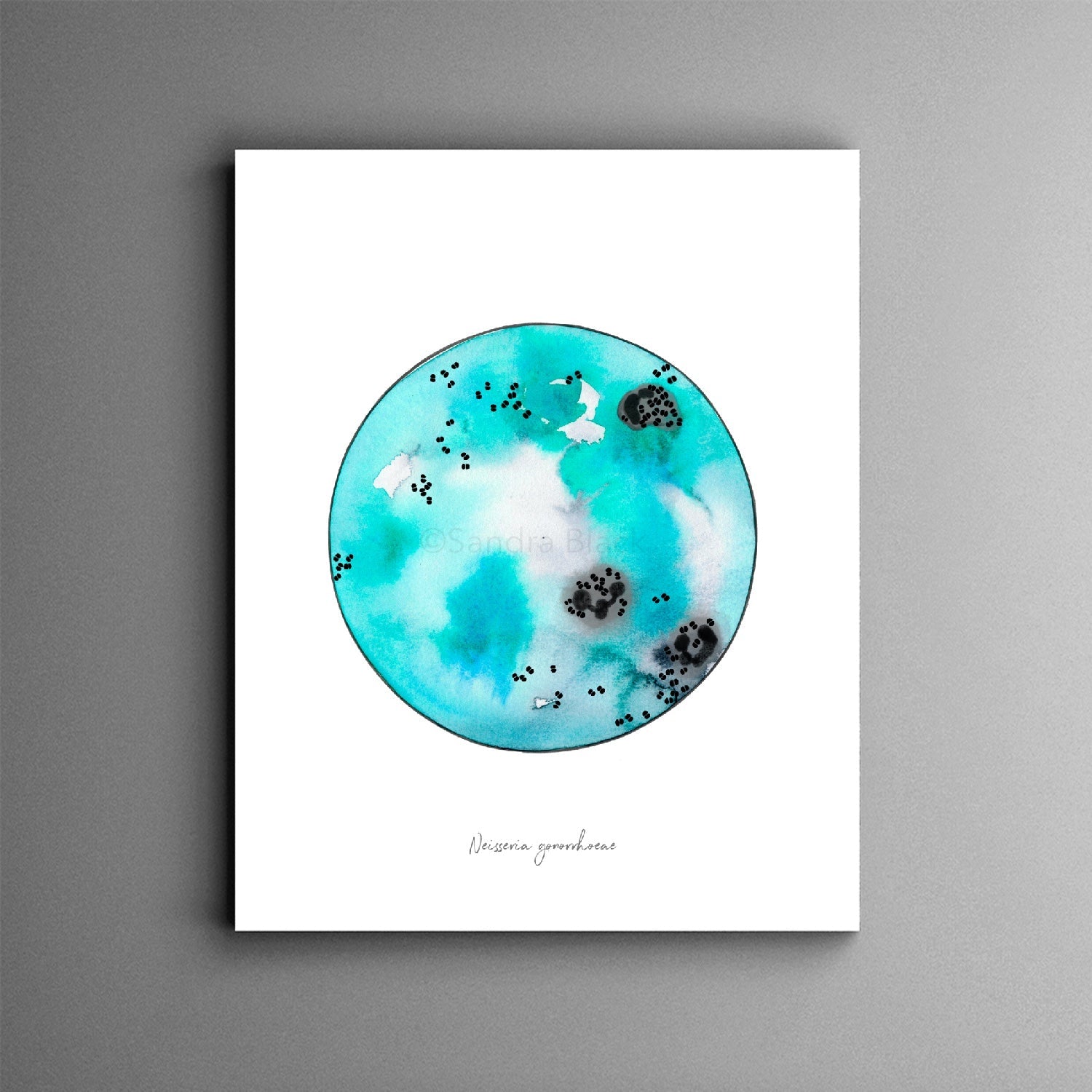 Neisseria gonorrhoeae print