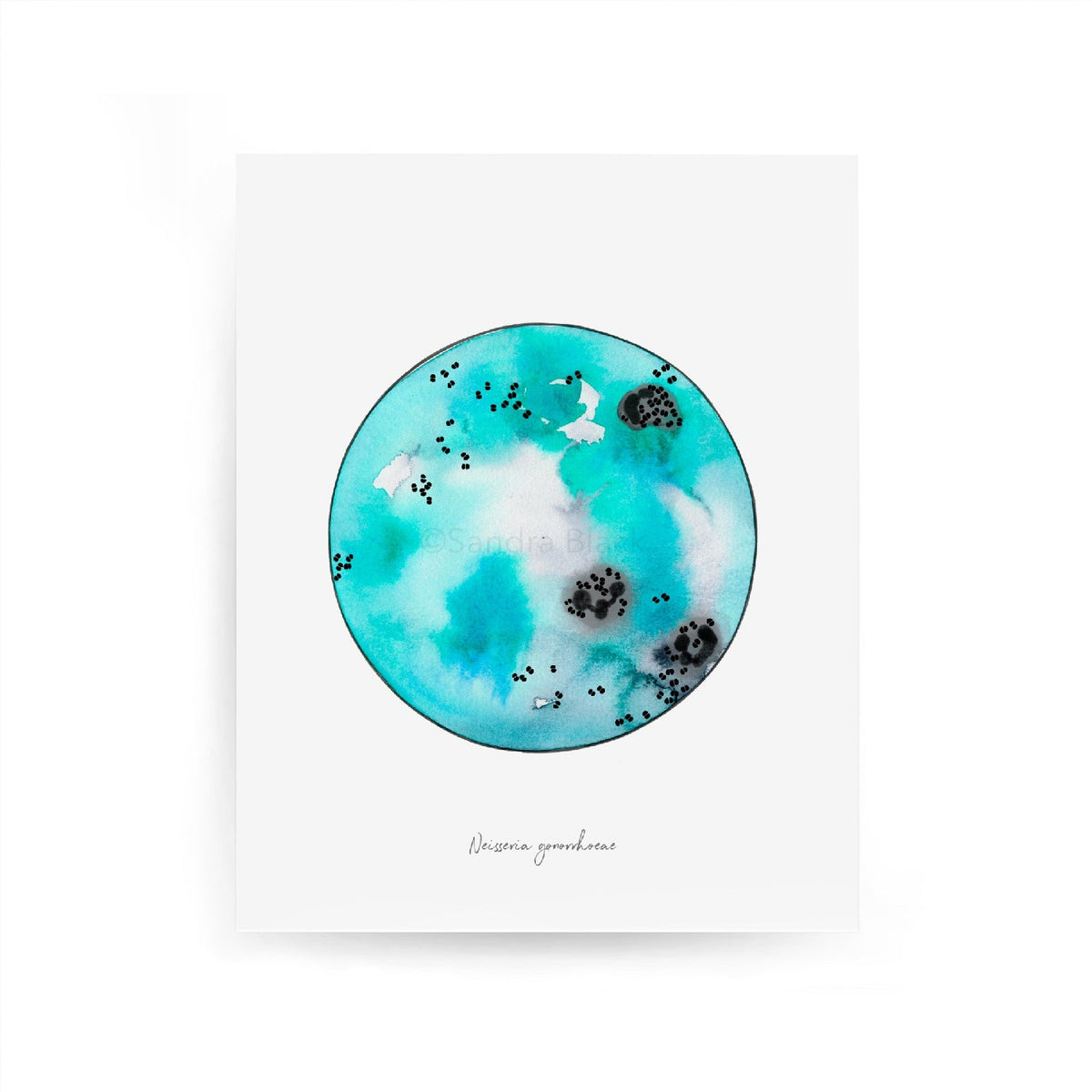 Neisseria gonorrhoeae print