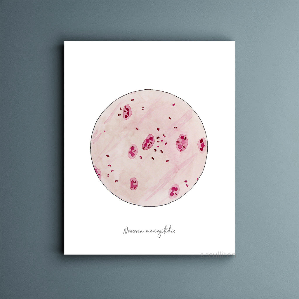 Neisseria meningitidis art print