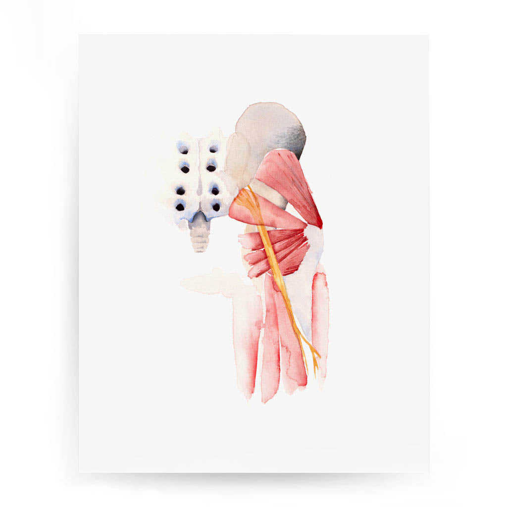 Sciatic Nerve,[product type] - Sandra Black Science Art