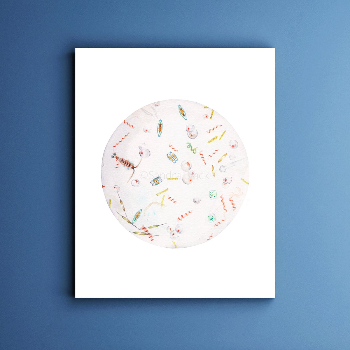 Microscopic view of Seawater