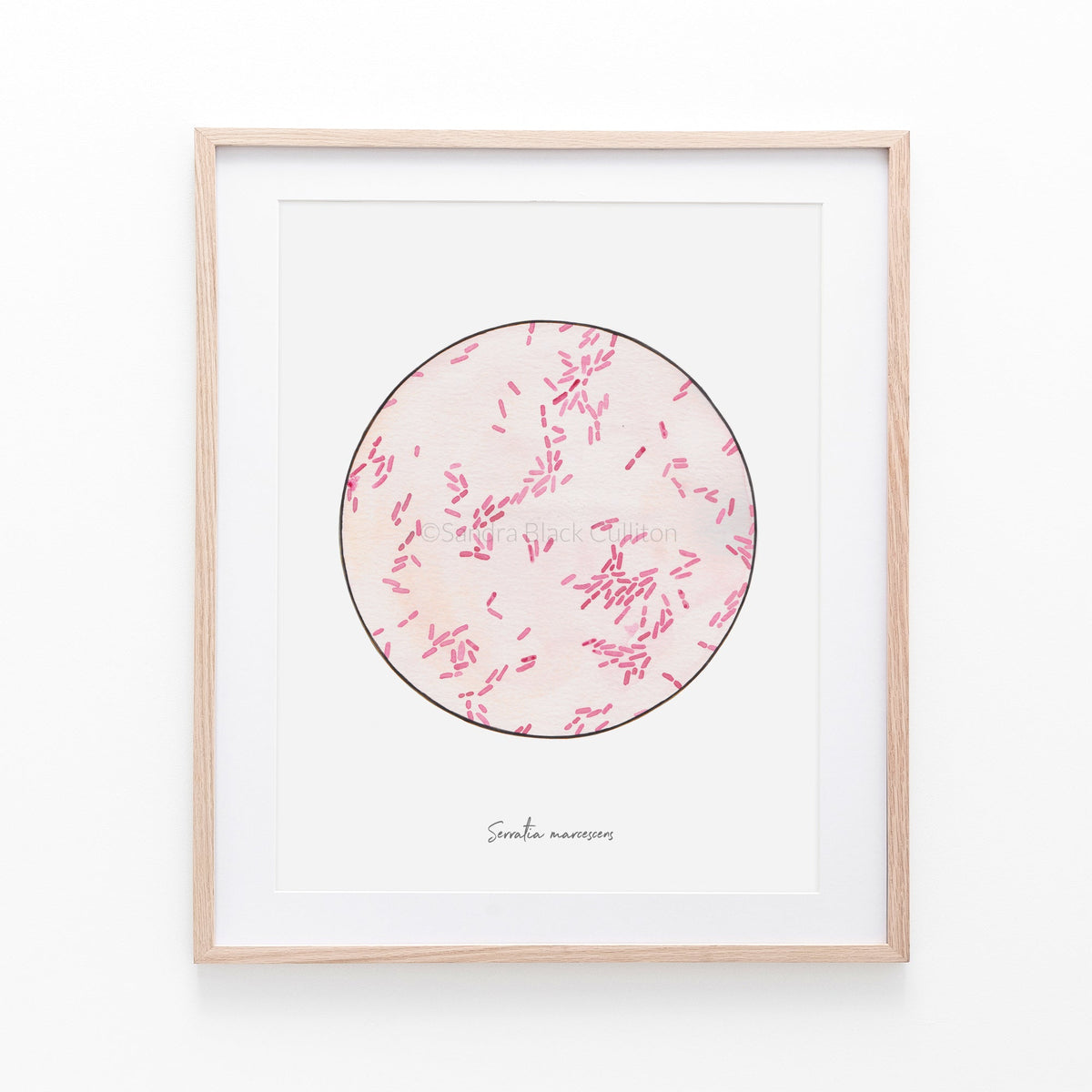 Serratia marcescens print framed