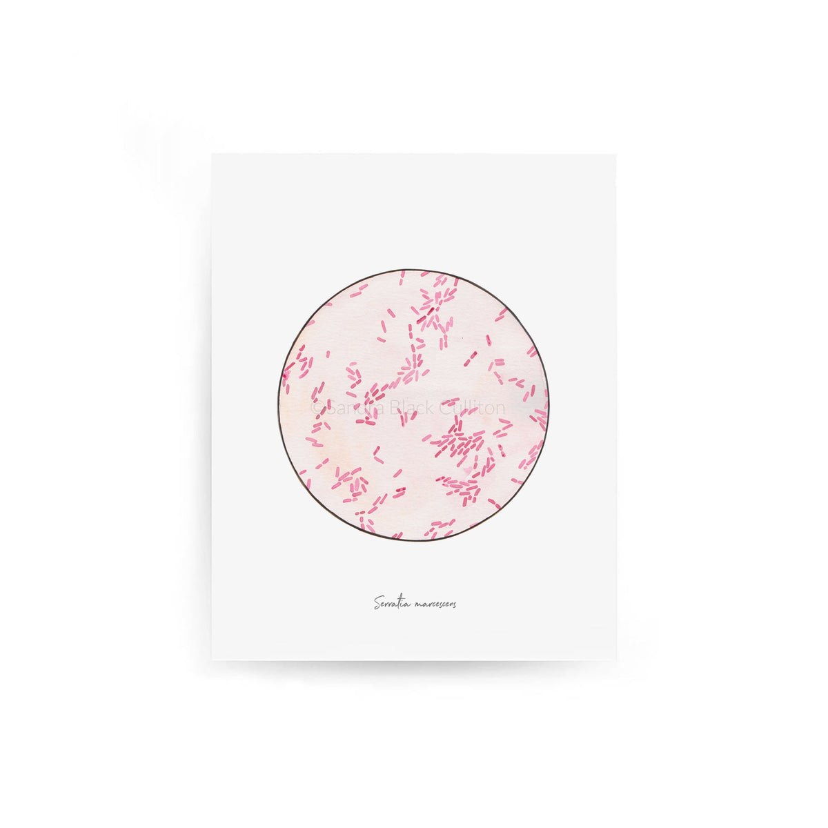 Serratia marcescens print against white background.