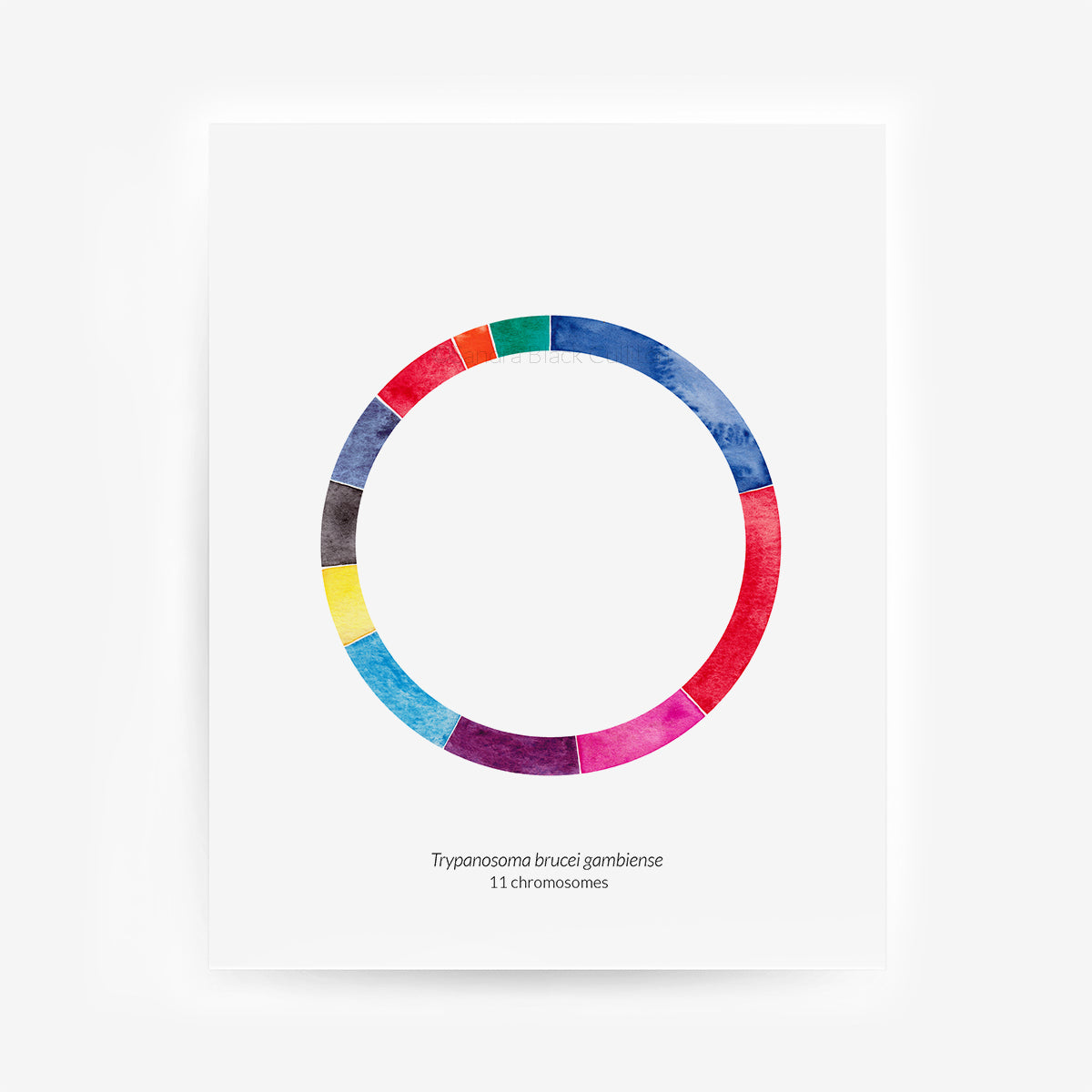 Trypanosoma genome circular map art print against white background.