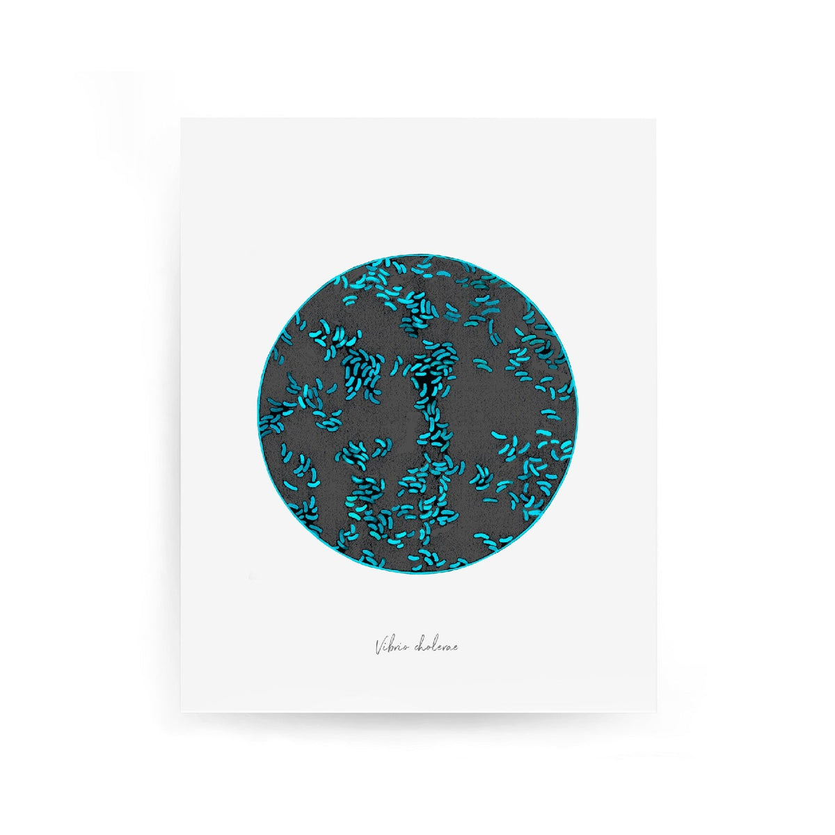 vibrio print with white background