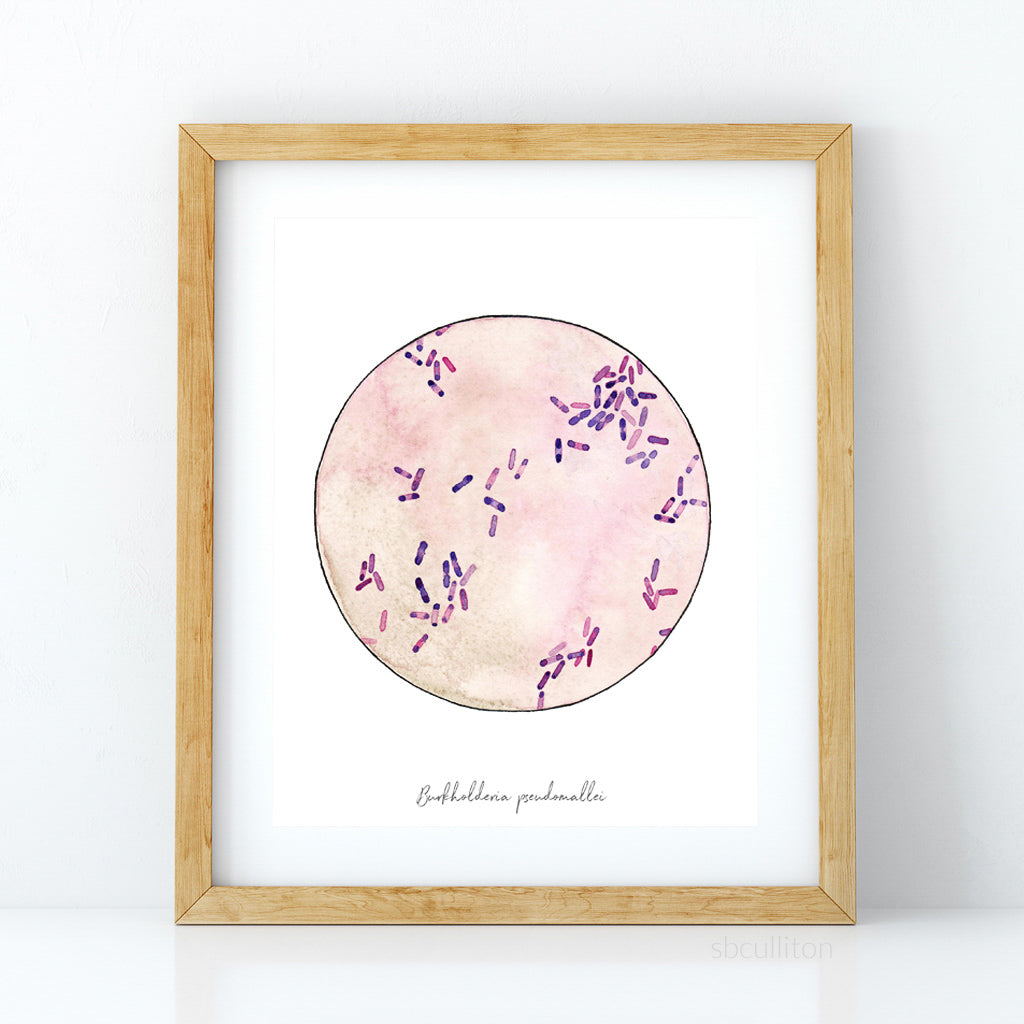 Burkholderia pseudomallei,[product type] - Sandra Black Science Art