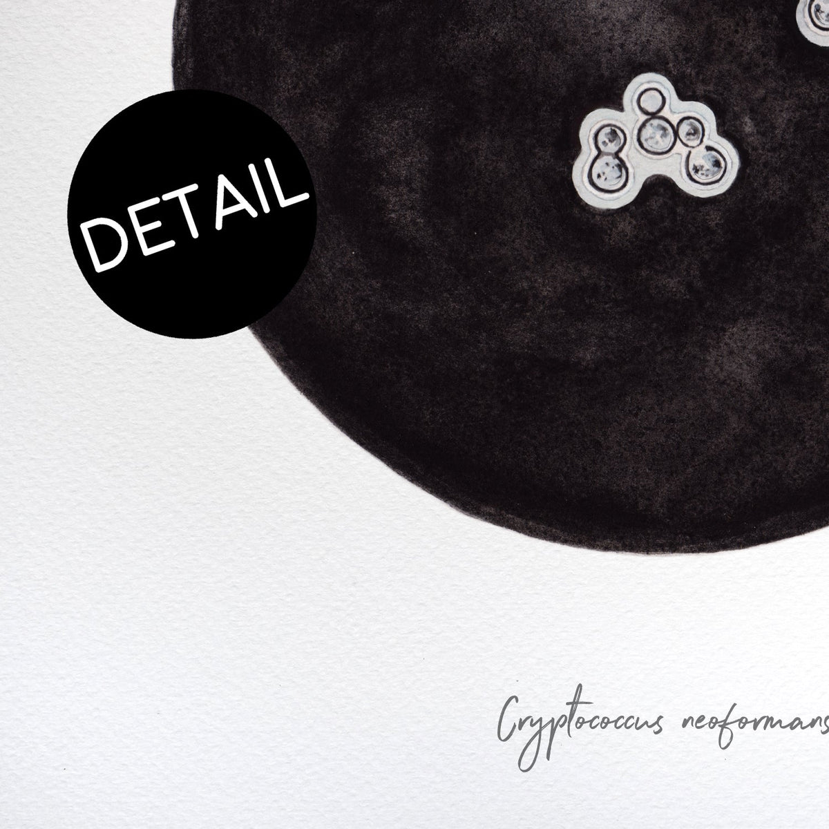 Cryptococcus neoformans print detail