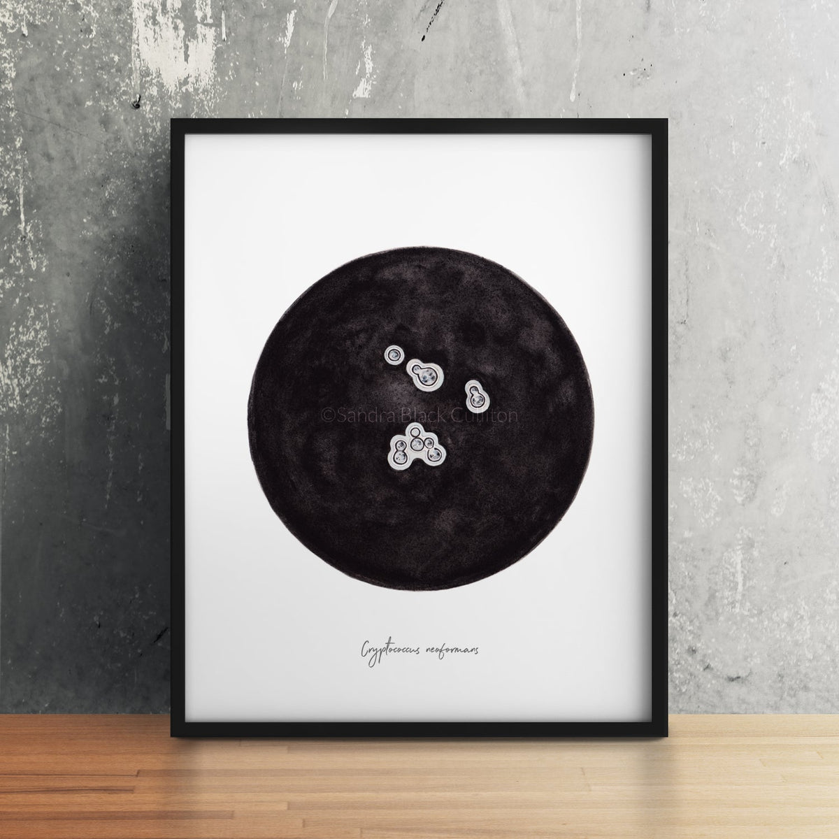 Cryptococcus neoformans print framed