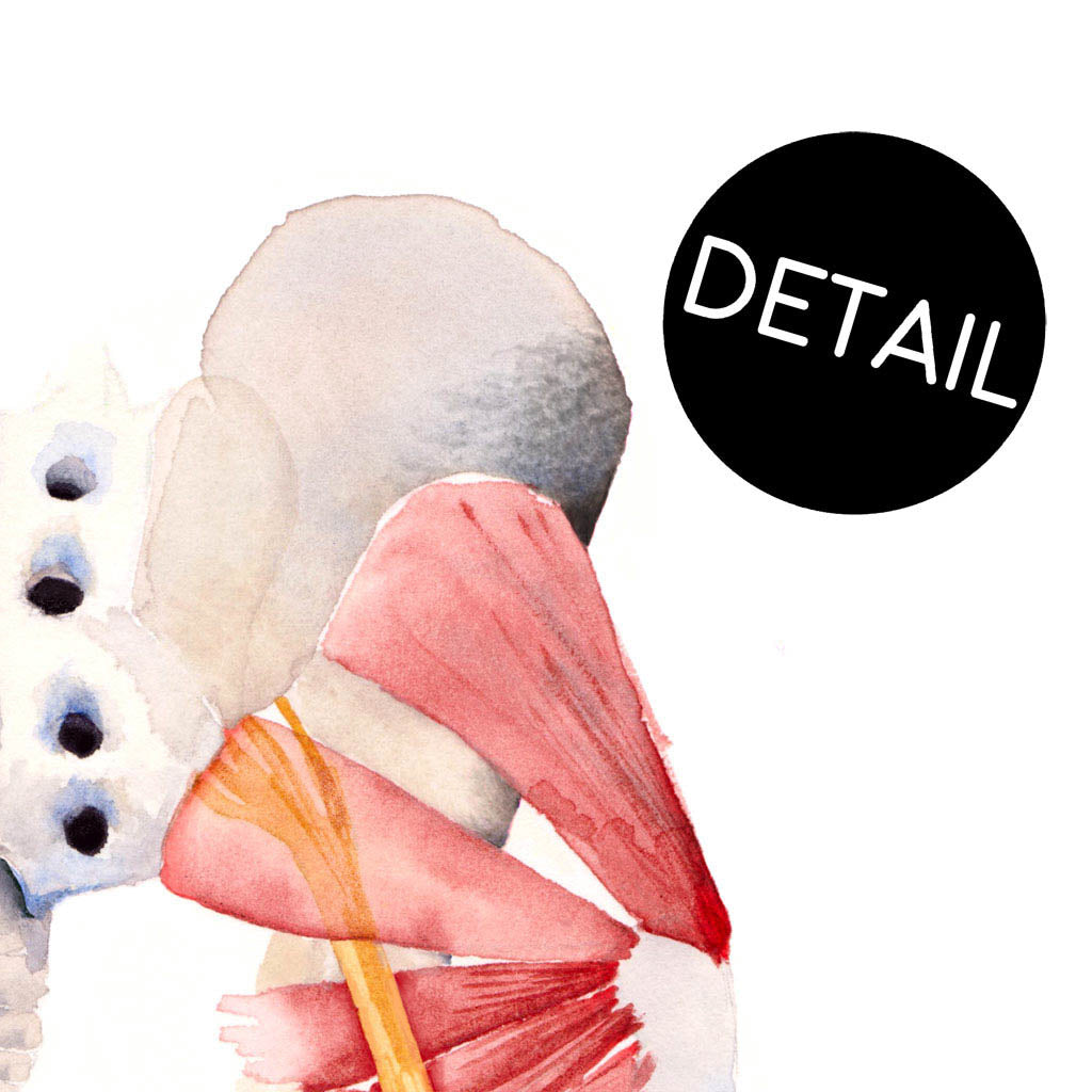 Sciatic Nerve,[product type] - Sandra Black Science Art